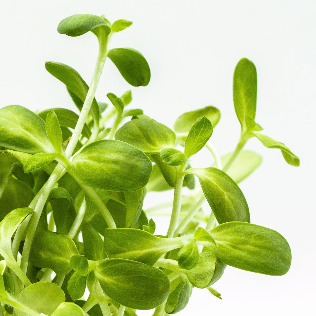 Microgreens Sonnenblume Detailaufnahme der Blätter