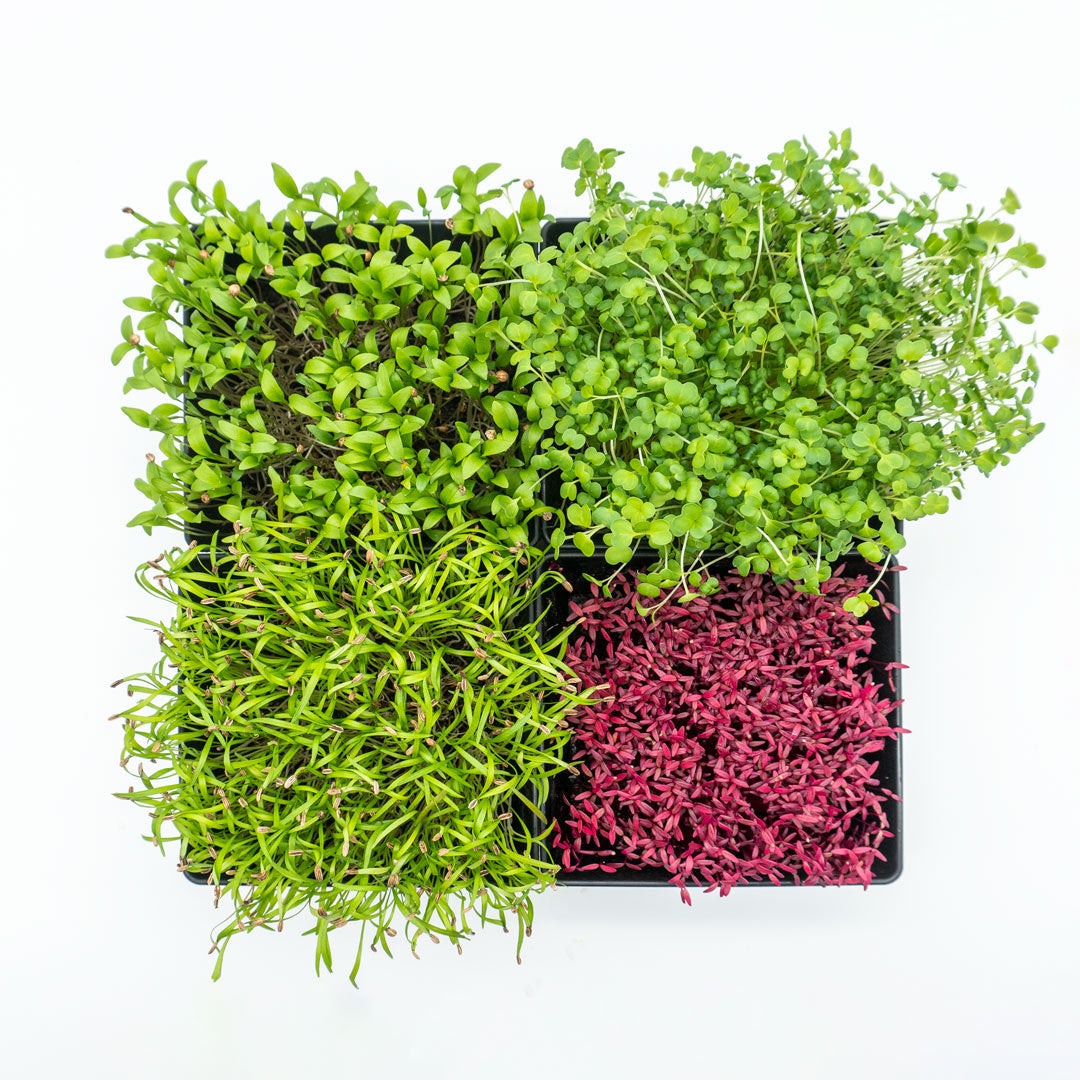 Vier verschiedene Microgreens in Schalen (aus der Vogelperspektive)