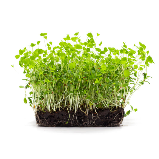 Alfalfa-Microgreens, in Erde angezogen