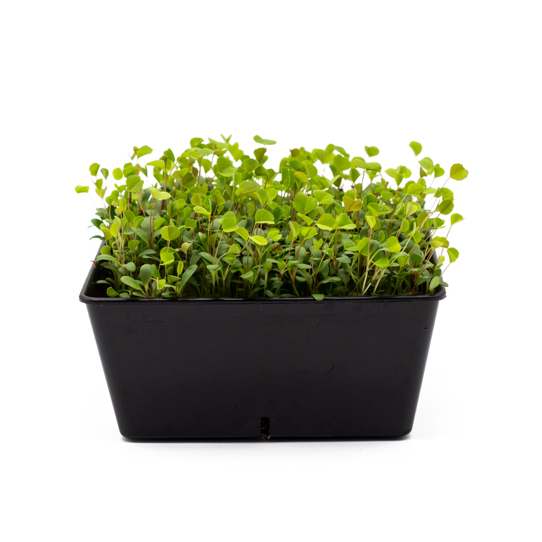 Alfalfa Microgreens in schwarzer Schale