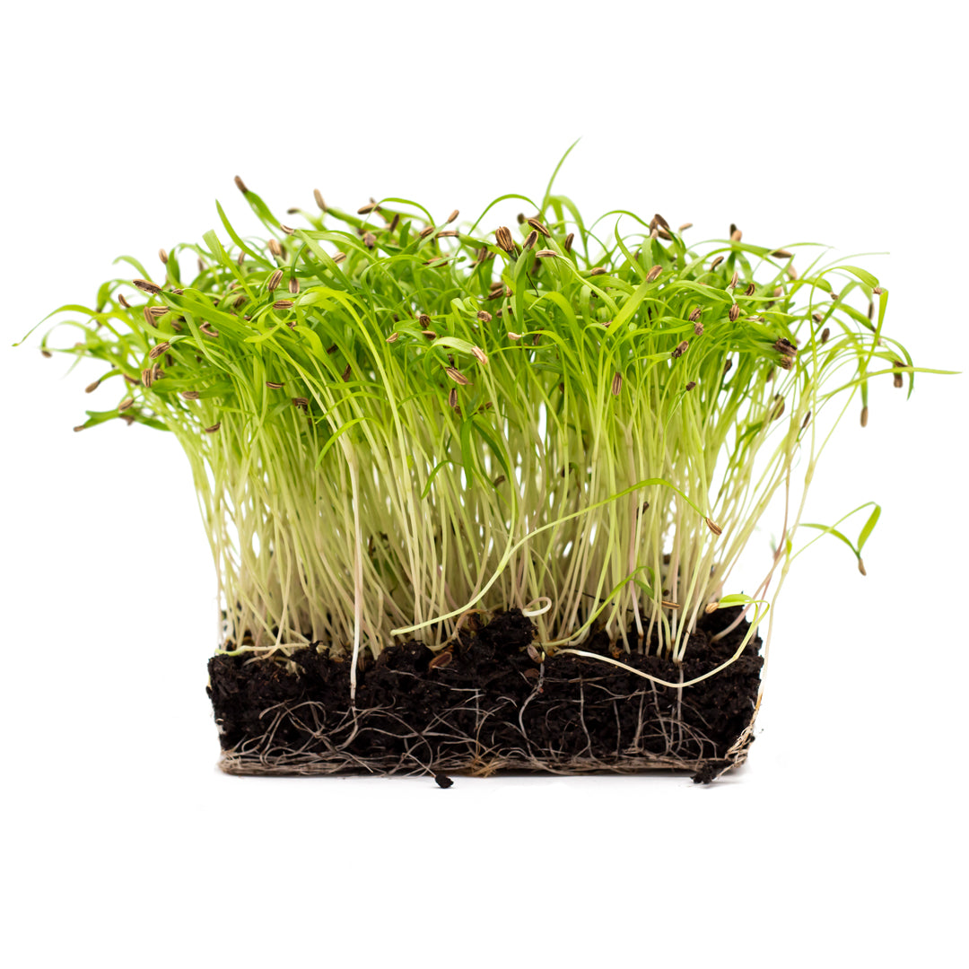 Fenchel-Microgreens, in Erde angezogen