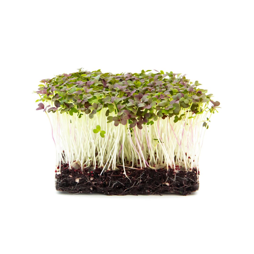 Senf-Microgreens in Erde