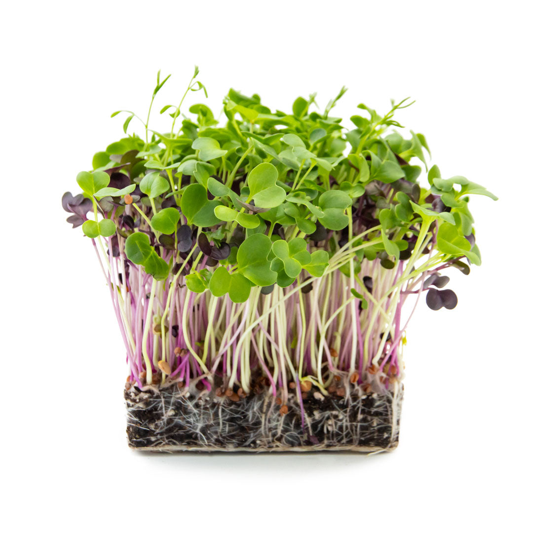 Microgreens mit grünen und violetten Blättern aus Erde wachsend