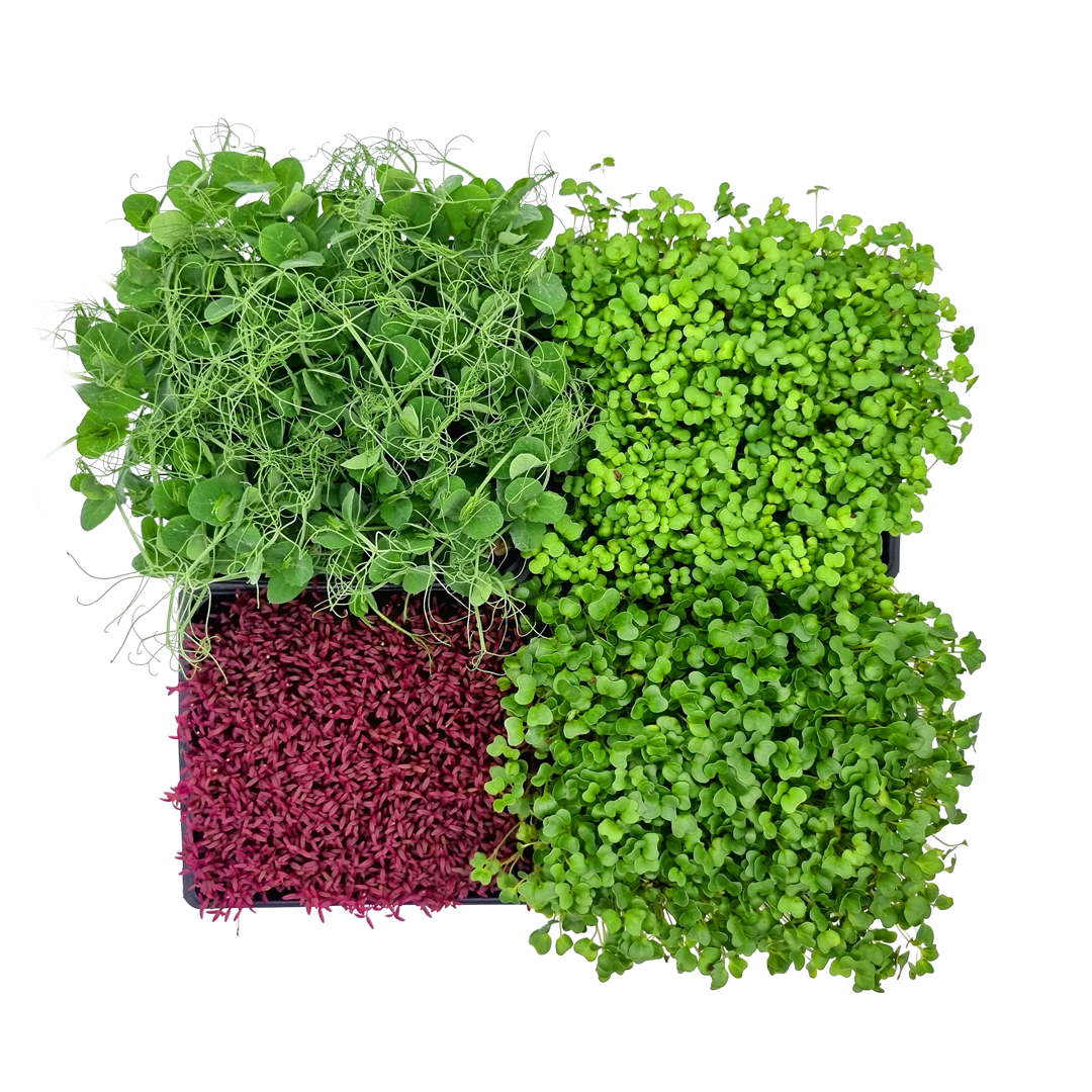 4 verschiedene Microgreen-Sorten