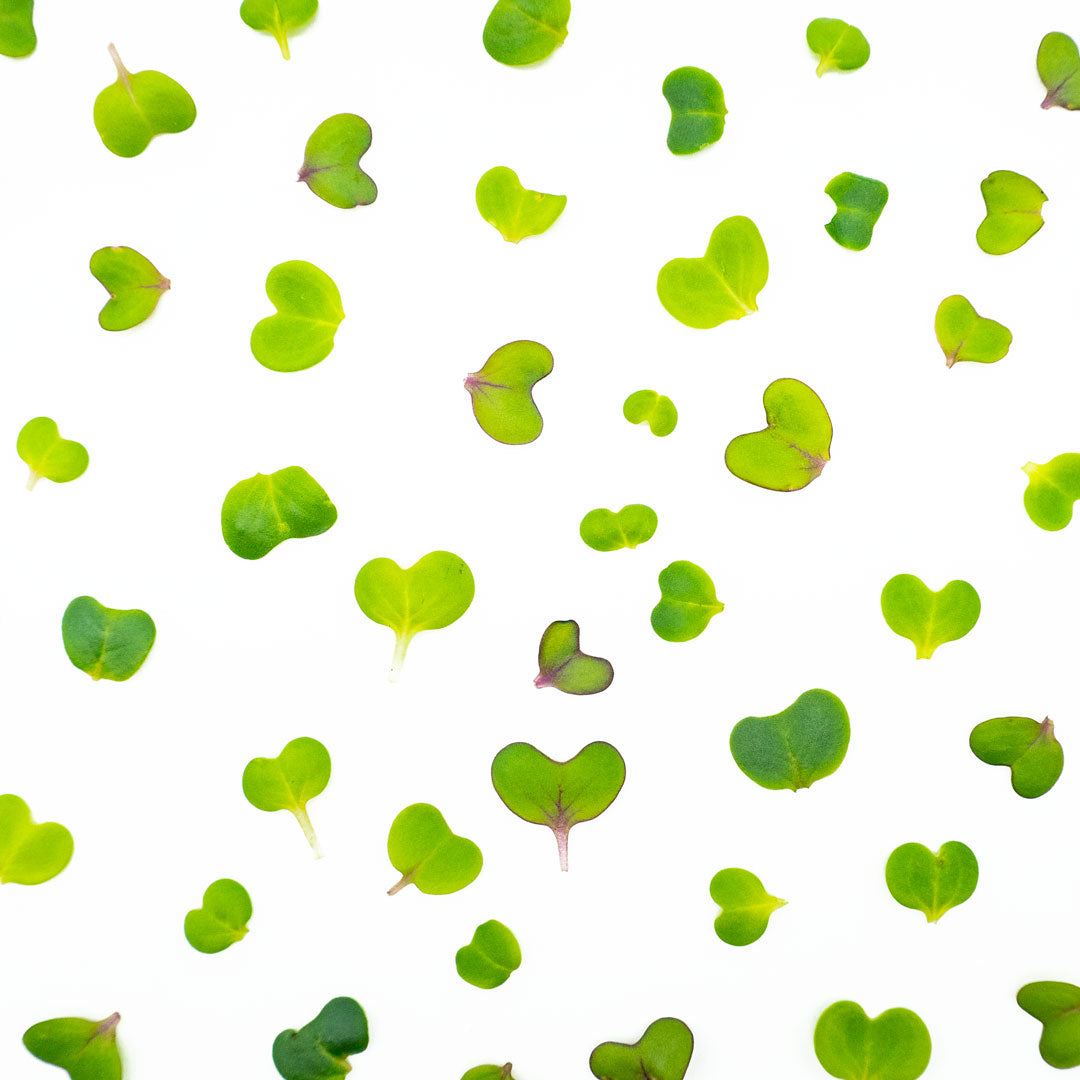 Muster aus kleinen Microgreen-Blättern