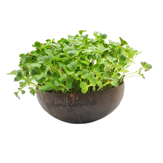 Nachfüller: Microgreen-Samen Asian Festival