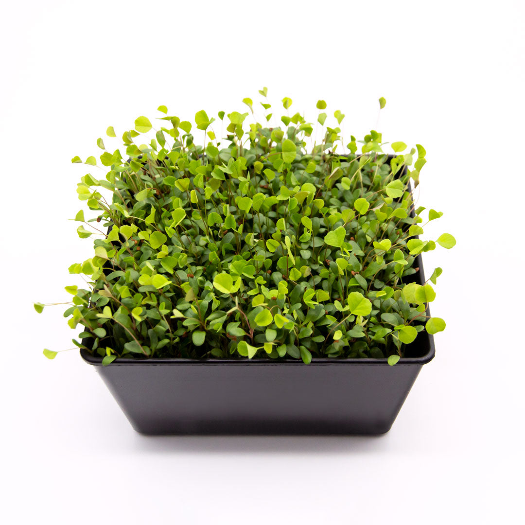 Microgreens Alfalfa in Schale